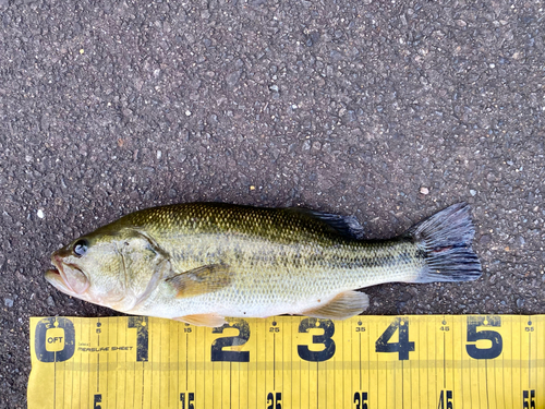 ブラックバスの釣果