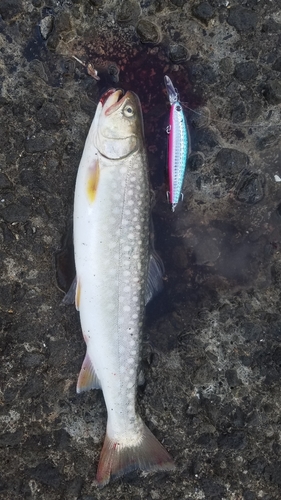 アメマスの釣果