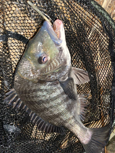 チヌの釣果