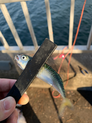 サバの釣果