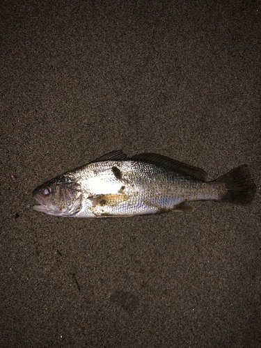 イシモチの釣果