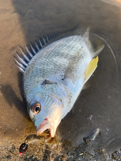 キビレの釣果