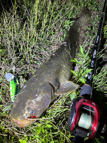 ナマズの釣果