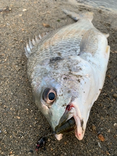 キビレの釣果