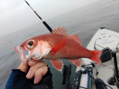 アカムツの釣果