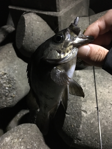 アオメバルの釣果