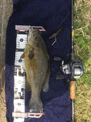 スモールマウスバスの釣果