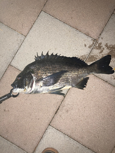 クロダイの釣果