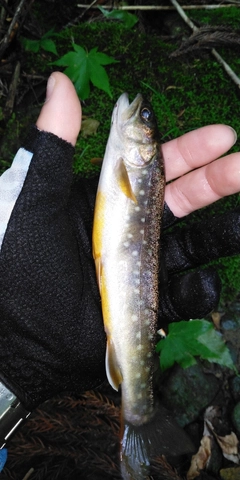 イワナの釣果