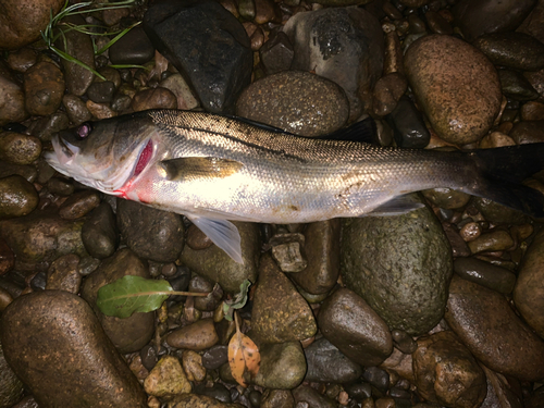 スズキの釣果