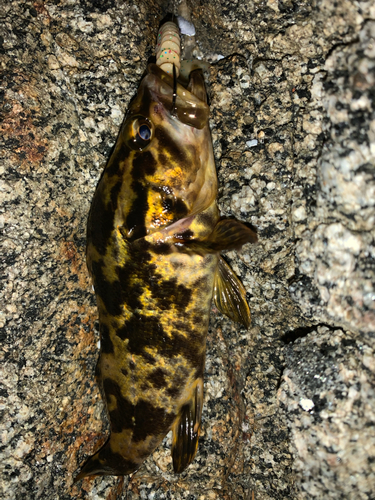 タケノコメバルの釣果