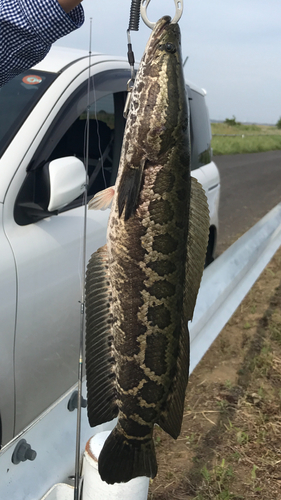 ライギョの釣果