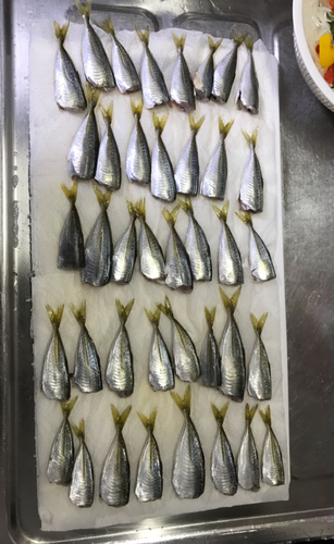 アジの釣果