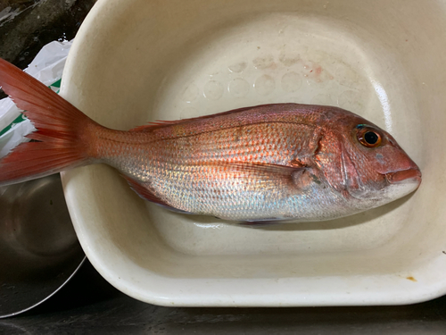 マダイの釣果