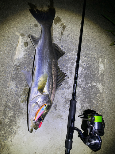 シーバスの釣果