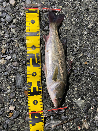 シーバスの釣果