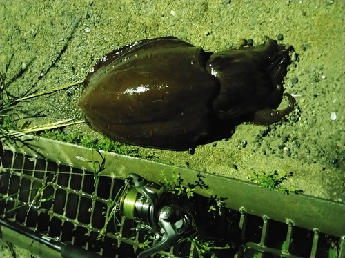 モンゴウイカの釣果