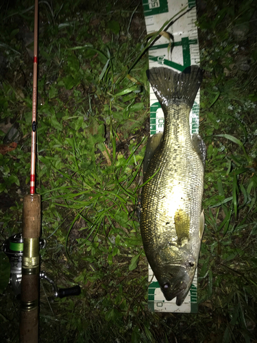 ブラックバスの釣果