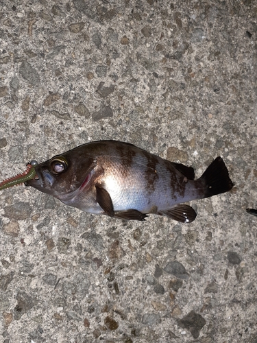 アカメバルの釣果