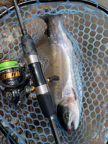 サクラマスの釣果