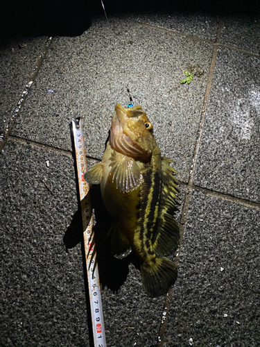 シマソイの釣果