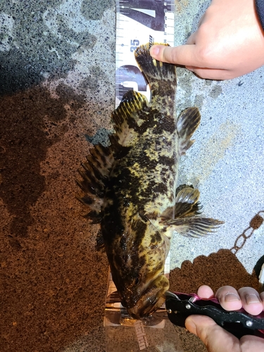 タケノコメバルの釣果