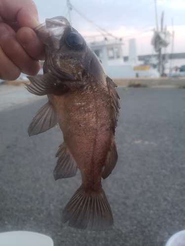 メバルの釣果