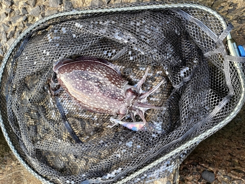 コウイカの釣果