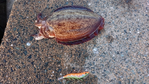 コウイカの釣果