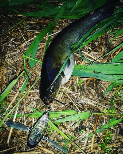 ナマズの釣果