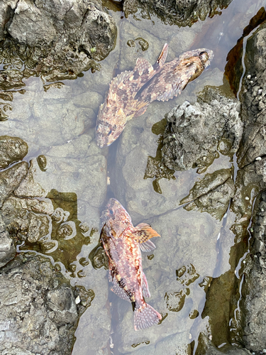 ガシラの釣果