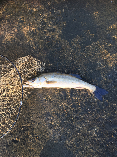 セイゴ（マルスズキ）の釣果