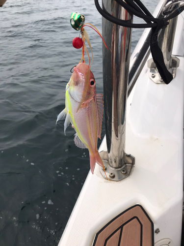 ソコイトヨリの釣果