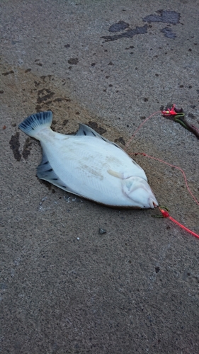 カレイの釣果