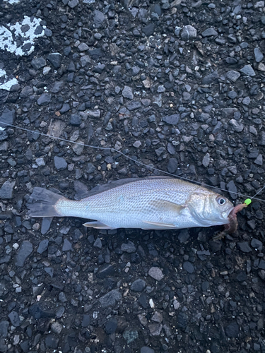 イシモチの釣果