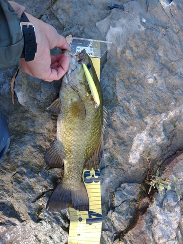 スモールマウスバスの釣果