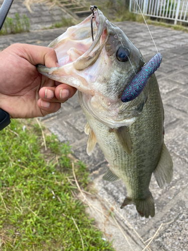 ラージマウスバスの釣果