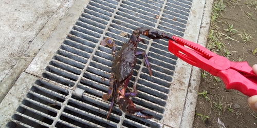 カニの釣果