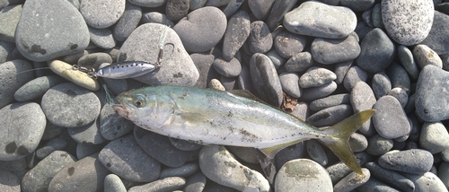 ワカシの釣果