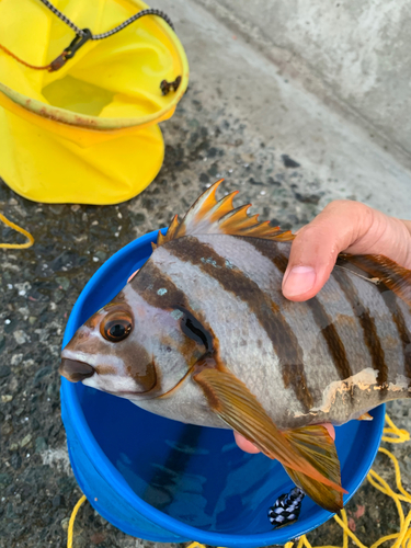 ハゼの釣果