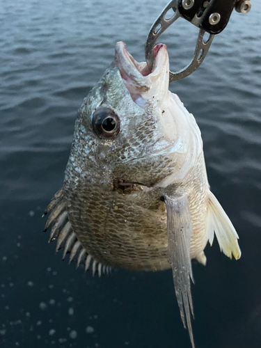 キビレの釣果