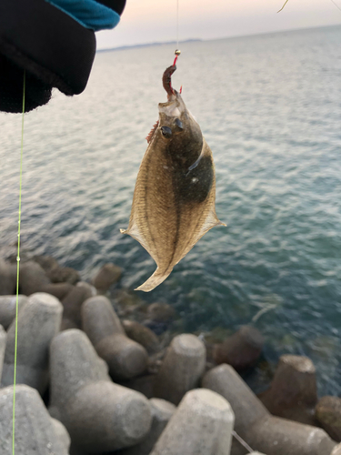 カレイの釣果