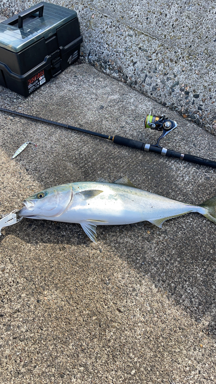 小木港で釣れたタイの釣り・釣果情報 - アングラーズ