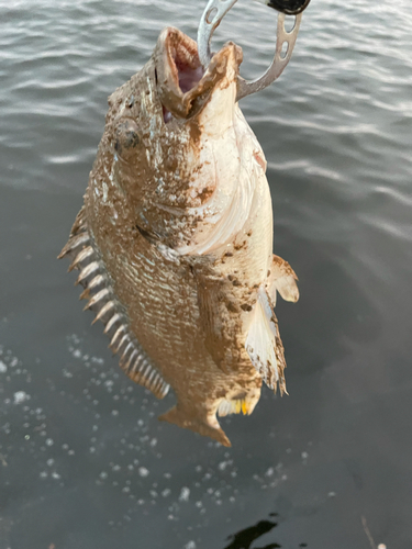 キビレの釣果