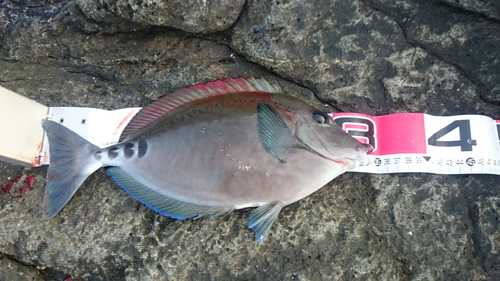 ニザダイの釣果