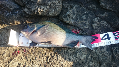 クチブトグレの釣果