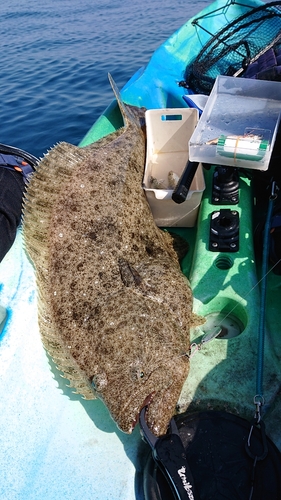 ヒラメの釣果