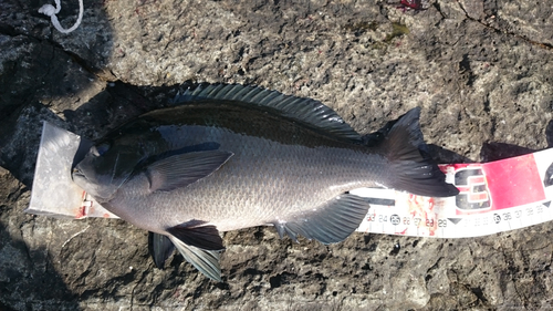 クチブトグレの釣果