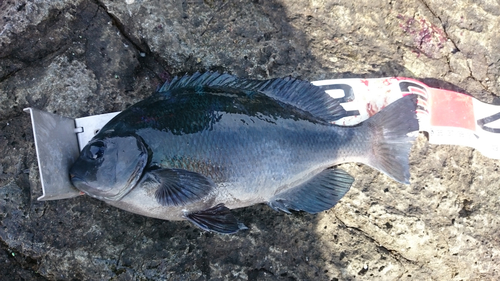 クチブトグレの釣果