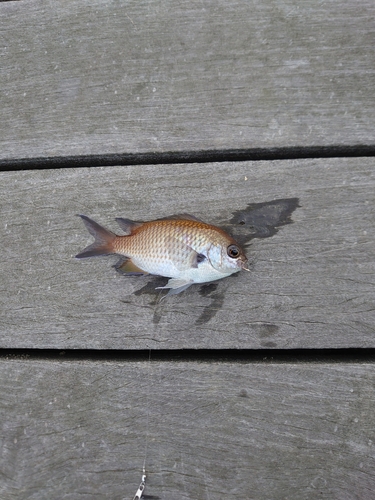 スズメダイの釣果